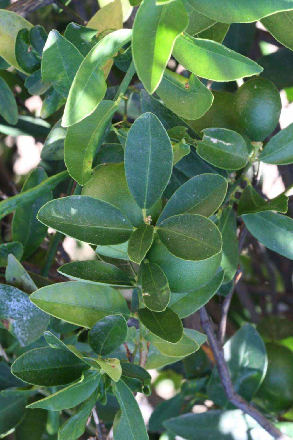              Shade leaves (Riverside, CA)       